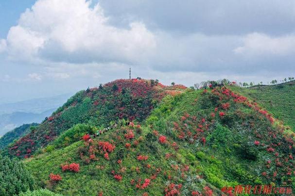 花漫山坡十里