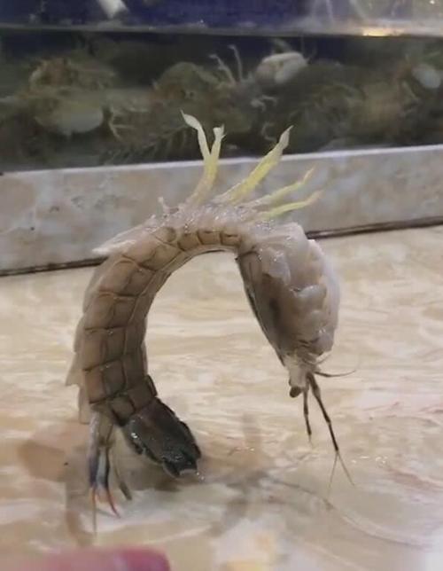 搞笑皮皮虾