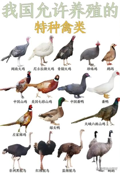 100个常见鸡的品种