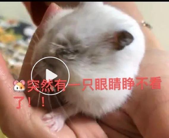 仓鼠四肢摊开不动硬掉了