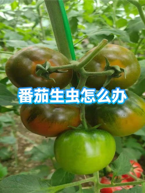 水果生虫很多小飞虫怎么处理