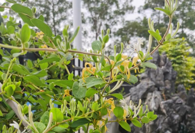 家里种金银花吉不吉利呢