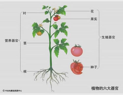 西红柿的结构图