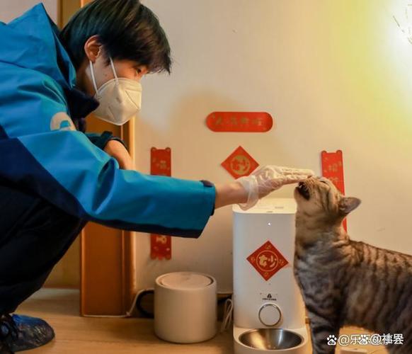 春节帮人养猫