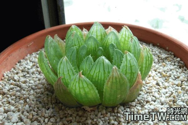 三角琉璃莲和樱水晶