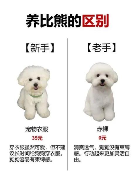 小比熊狗狗多少钱一只
