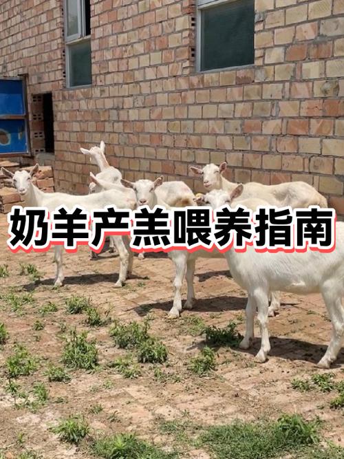 我家的小羊不会吃奶怎么办