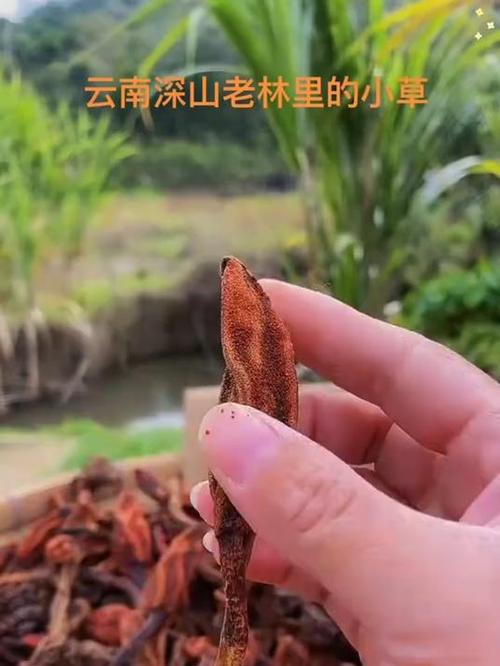 回春草泡水喝多久才能壮阳