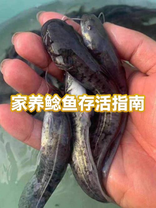 鲶鱼用自来水可以养多久